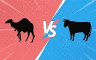 شیر شتر یا گاو: کدام برای سلامتی بهتر است؟