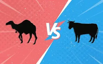 شیر شتر یا گاو: کدام برای سلامتی بهتر است؟