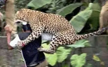 حمله پلنگ به یکی از اهالی شهرستان بجنورد