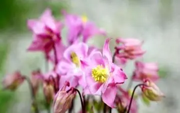 علائم مسمومیت با تاج الملوک


