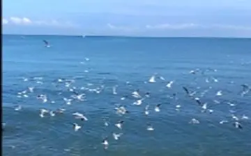 پرواز زیبای پرندگان در ساحل نوشهر + فیلم 