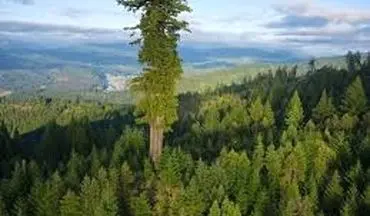 ﻿بلندترین درخت زنده روی کره زمین 