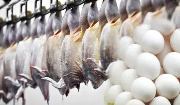  قلدری مرغ در حفظ قیمت‌ و کوتاه آمدن تخم‌مرغ + انواع نرخ