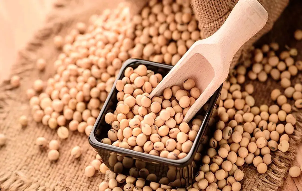 بررسی خواص معجزه آسای سویا برای سلامت