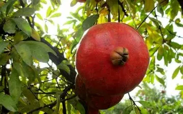 انار کوهدشت به‌نام برند ساوه صادر می‌شود