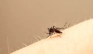 چند توصیه برای پیشگیری از نیش حشرات در فصل گرما