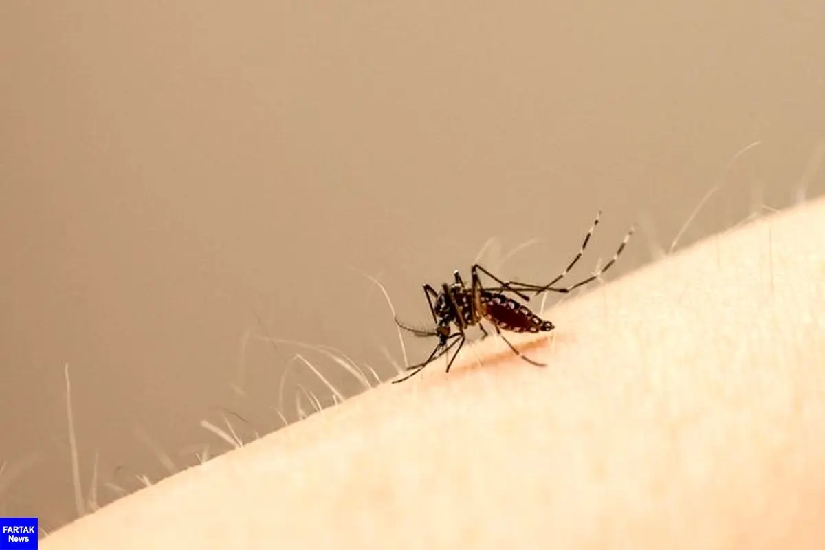 چند توصیه برای پیشگیری از نیش حشرات در فصل گرما