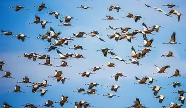 طرح برخورد با شکارچیان پرندگان وحشی در شرق مازندران اجرایی می‌شود
