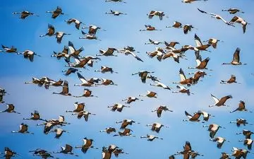 طرح برخورد با شکارچیان پرندگان وحشی در شرق مازندران اجرایی می‌شود