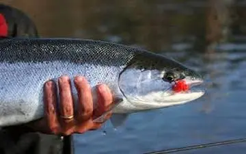 قزل‌آلا و سالمون ارزان شد/ قیمت سایر ماهی ها ثابت ماند 