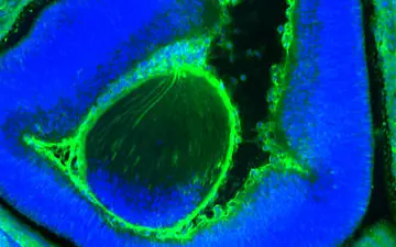 این جنین حاصل پیوند انسان و موش است!