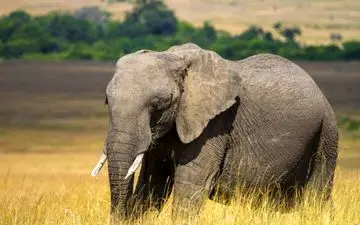 تصادف دلخراش فیل با قطار مسافربری