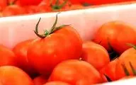 قیمت گوجه فرنگی در میادین 2300 تومان کاهش یافت