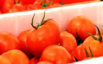 قیمت گوجه فرنگی در میادین 2300 تومان کاهش یافت