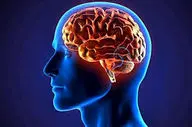 عادت مخربی که مغز را به پیری زودرس مبتلا میکند!