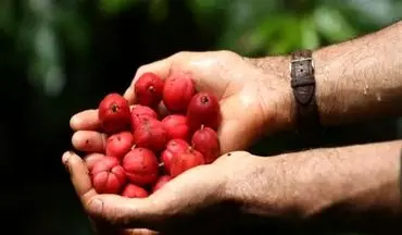 عصاره میوه‌ استوایی درمان انواع سرطان را وعده می‌دهد