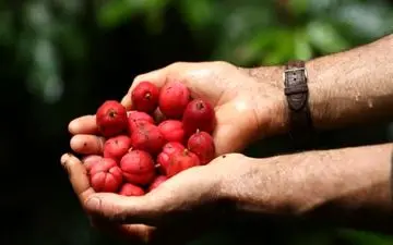 عصاره میوه‌ استوایی درمان انواع سرطان را وعده می‌دهد