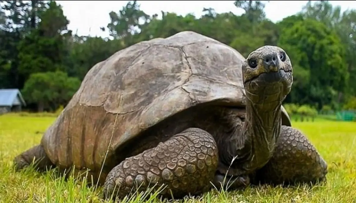  تعجب دانشمندان از میل جنسی زیاد لاک‌پشت ۱۹۱ ساله!