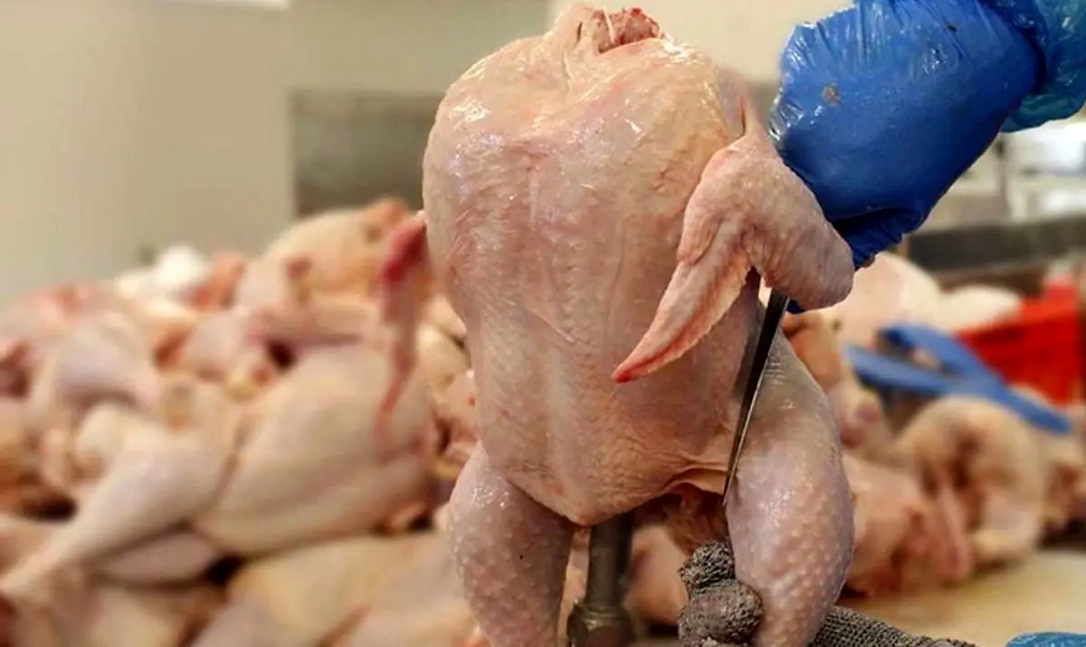 قیمت منطقی هر کیلو مرغ چقدر است؟