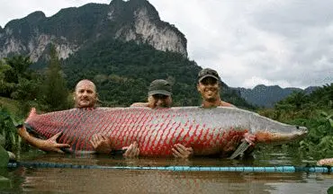 طبخ غذا با ماهی ۲۰۰ کیلویی رودخانه آمازون