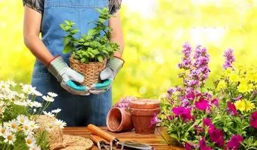 ۱۲ گیاهی که نگهداری‌شان در خانه به حفظ سلامت شما کمک می‌کند