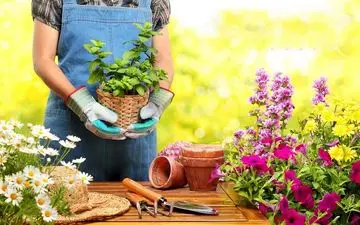 ۱۲ گیاهی که نگهداری‌شان در خانه به حفظ سلامت شما کمک می‌کند