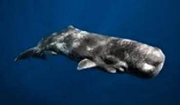 گیر افتادن نهنگ عنبر در تور ماهیگیری