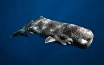 گیر افتادن نهنگ عنبر در تور ماهیگیری