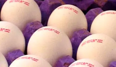 قیمت تخم‌مرغ باز هم تغییر کرد +نرخ‌های جدید
