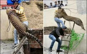 ویدیو/ لحظه حمله پلنگ به مامور حیات وحش