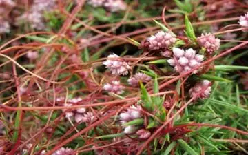 گیاهی برای درمان وسواس