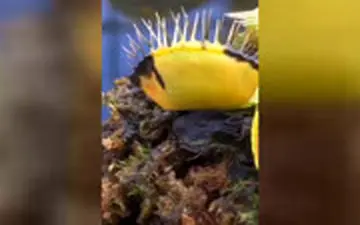 ویدیوئی از نابود شدن گیاه گوشت با یک سوسیس