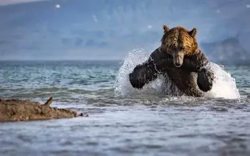 عکس/ شکار با دستان خالی