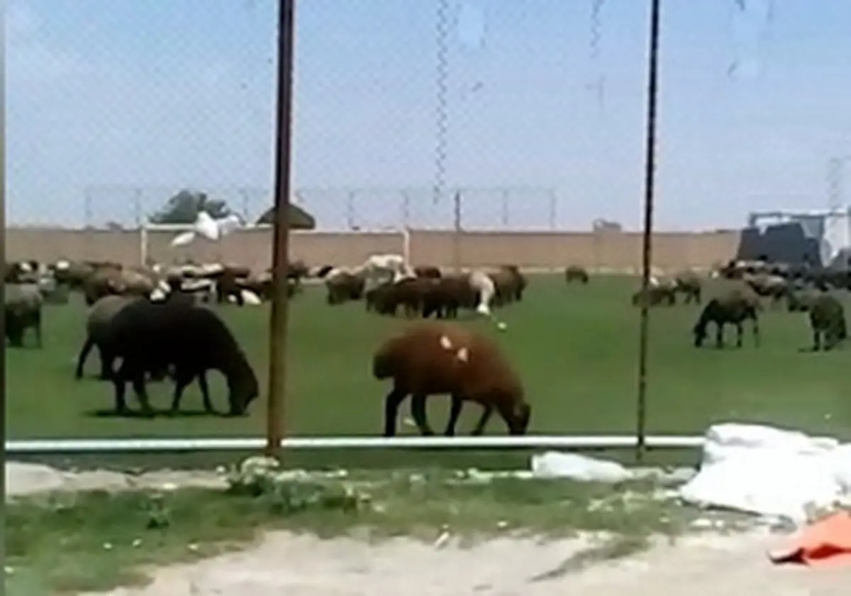 قیمت جدید دام‌ زنده امروز ۱۰ بهمن ماه ۱۴۰۴/ گوسفند ارزان تر شد