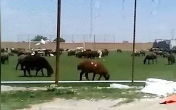 قیمت جدید دام‌ زنده امروز ۱۰ بهمن ماه ۱۴۰۴/ گوسفند ارزان تر شد