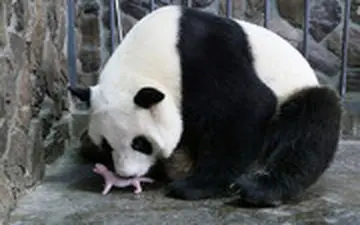 «منگ منگ» در آلمان دوقلو به دنیا آورد