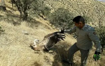 تیمار و رهاسازی یک بهله کرکس در ثلاث باباجانی