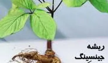 آنچه که باید درمورد فواید جینسینگ بدانید!