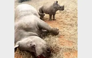 بازتاب شکار کرگدن های نادر در فضای مجازی