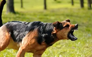 این بیماری در انسان درمانی ندارد