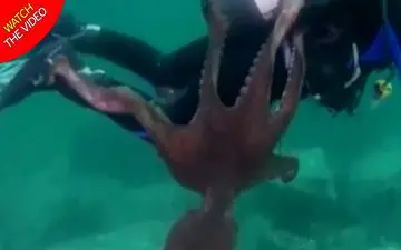 لحظه حمله اختاپوس غول پیکر به غواص! 