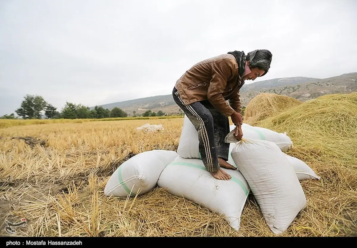 توزیع برنج خارجی در مازندران نداریم