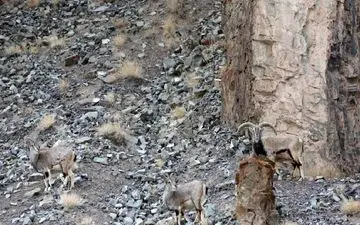 عجیب‌ترین تست جهان/ یوزپلنگ کجاست؟