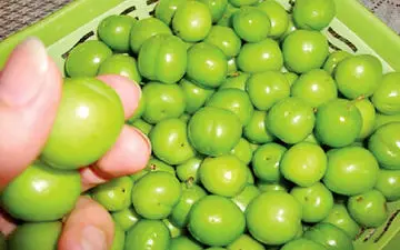 تازه‌ترین قیمت میوه‌های فصل