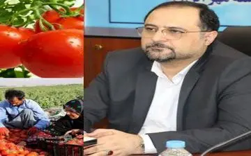 پرداخت بخش اول مطالبات خرید گوجه فرنگی