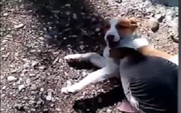 دوستی جالب سگ و غاز!