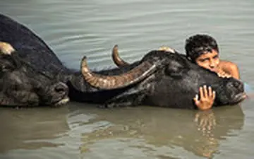 آبتنی کودکان با گاومیش‌ها در گرمای تابستانی اهواز