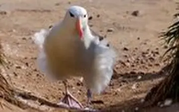 روش حیرت انگیز مرغابی دریایی برای پرواز 