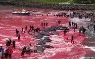 سلاخی میلیون‌ها نهنگ در اروپا