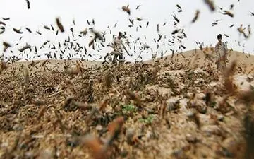 هجوم ملخ‌های شاخک کوتاه به آذربایجان‌شرقی